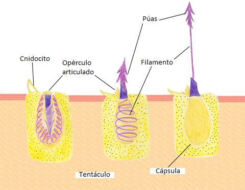<a href="https://commons.wikimedia.org/wiki/File:Descarga_de_nematocisto.png">Josuevg</a>, <a href="https://creativecommons.org/licenses/by-sa/3.0">CC BY-SA 3.0</a>, via Wikimedia Commons
